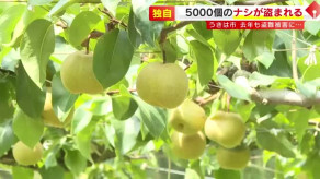 【福岡】去年 盗難被害の農園で…今年もナシ5000個盗まれる　被害額約200万円　「2年連続こんなでもう気力なくして…」閉園を決断　警察が窃盗容疑で捜査　うきは市