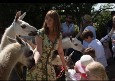 泥棒がラマ牧場に逃げ込み…８頭のラマに囲まれ動けなくなり逮捕