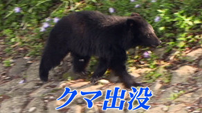 【岩手】倉庫に保管していた玄米30キロ入りの9袋全てにクマの爪痕…2袋には穴が開いて玄米がこぼれた状態　住人が倉庫内でクマと鉢合わせ　その後山に逃げる