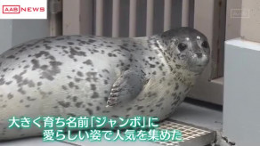 【秋田】男鹿水族館ＧＡＯから大分に移動したオスのゴマフアザラシ「ジャンボ」死ぬ