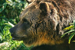 【クマ】自衛隊員「殺せるのか自信がありません」「期待されるのはとうてい無理です」 “クマ被害”に駆り出される自衛隊員がこぼした“本音”