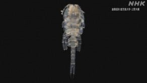 【PR】「オシリカジリムシ」と命名 新種の甲殻類 鹿児島の干潟で発見(鹿児島大)【NHK】