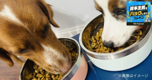 【犬】12年で190万頭減、それでもペット市場が1.9兆円に伸びる理由　フードの出荷単価は11年で2倍に