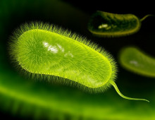 【国際研究】ピロリへの曝露は、世界中で発生する大腸がんの5件に1件以上に関連している・・・大腸がんはがん死の2番目に多い原因であり、2022年には世界中で200万件の新規症例と90万人の死亡例