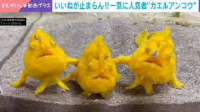 【かわいい】カエルアンコウが組体操の“扇”ポーズを決める姿にいいねが止まらない