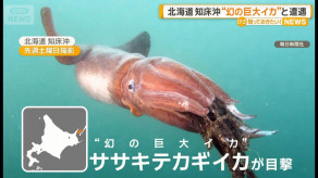 【北海道】知床沖で「幻の巨大イカ」ササキテカギイカと遭遇　産卵のために深海から浮上