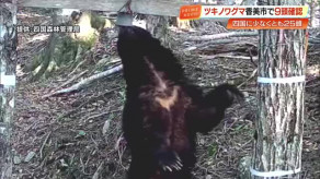 【くま】四国で「ツキノワグマ」が絶滅の恐れ　最新調査で25頭確認・高知は9頭　生息域把握し「共存」目指す