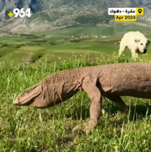 【東スポ】  コモドドラゴンがイラクの村に襲来し羊２１頭を捕食　地元羊飼いが動画を撮影