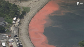 【静岡】「明太子のにおいがする」駿河湾で赤潮が数十年ぶりの大規模拡大 海の中では魚がいなくなり"真っ暗"に