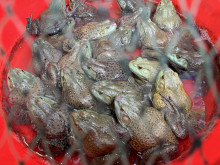 【国際】食用ガエルに過剰抗生物質　中国当局、調査