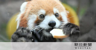 飼育員を窃盗容疑で書類送検　カバンから野菜や果物を持ち帰った？