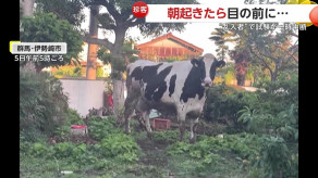 【珍客】「一瞬夢かと」朝起きたら庭に『牛』　近隣の牧場から脱走か 群馬・伊勢崎市