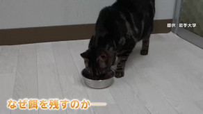 【猫】「ネコは匂いに慣れると餌を残す」岩手大学の研究グループが発表
