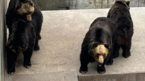 猟友会が異例の「ヒグマ駆除拒否」報道で問われる北海道知事の責任　JR北海道ではクマとの衝突事故も増加