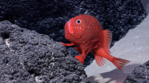 【深海生物】奇妙な深海生物を一挙に100種以上発見、「歩く」魚も、すべて新種の可能性