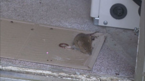 【北海道南部】ネズミ異常発生！道南の街を席巻…町民の家では１カ月で６３匹ものネズミがワナに　駆除グッズは「爆売れ」　異常事態に記者も悲鳴