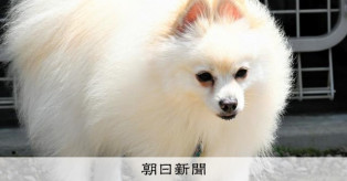 【社会】「捜査中」でも散歩に見える　警察犬ポメラニアン、見いだされた才能