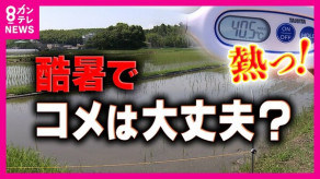 【今年の新米は大丈夫なのか不安の声、】「お風呂の温度」田んぼの水温40度超え！　早すぎる猛暑で稲が窒息死