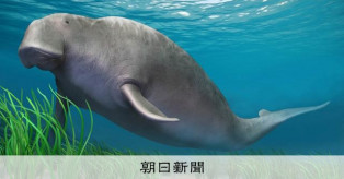 絶滅したカイギュウ類の食生活、化石が含む「脂質」で解明　北大など