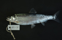 【生物】琵琶湖の名物「ビワマス」実は新種だった　100年ぶりの「学名」命名　琵琶湖博物館