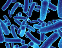 【ノルウェー・オスロ大学研究】腸内細菌由来の分子が重篤な胆管疾患 (原発性硬化性胆管炎（PSC）)を引き起こす