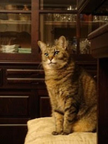 【ペット】なぜ人間は自らネコの「下僕」になるのか? 重度の愛猫ロス経験の東大教授が解き明かす