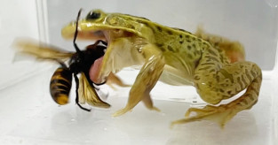 【🐸】トノサマガエルは“スズメバチに刺されながら”捕食する　神戸大が研究発表　痛みや毒が通用しない……？