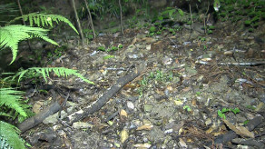 【徳島市】「イノシシのわなを見に行ったきり帰ってこない」山中で高齢男性2人が死亡　側溝の中で倒れた状態などで発見　イノシシに襲われたか