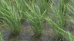 【コメ】「コメ農家としては大打撃…」観測史上最も早い6月の梅雨明け　水不足・高温による収量や品質への影響懸念　「コメ不足に拍車をかけるのでは」農家不安