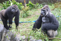 【🦍】年の差は28歳　ニシゴリラのペア、繁殖なるか　千葉市動物公園が挑戦