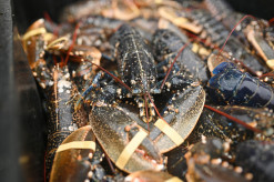 【国際】生きたままゆでるの禁止　ロブスターにも苦痛　英