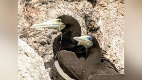 【プラ】釣り糸による野鳥被害が多発、ハヤブサなど絶滅危惧種も…野鳥の会が初調査「深刻さに目を向けて」