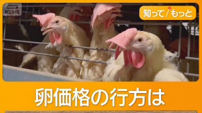 【ニワトリも夏バテ】卵に異変　1パック340円で最高値に接近　「エッグショック」再来か