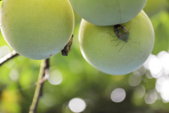 【気候変動・農産物への影響深刻化】高温でサクランボ、梅が歴史的不作　 収穫量が大幅に落ち込む