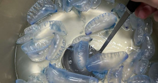 【YouTuber】 「猛毒クラゲ」カツオノエボシを煮て食べてしまった猛者現る　→クラゲ飼育員「絶対にお勧めしません」