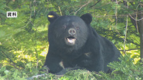 【長野】「クマを追い払おうと声を上げたらUターン」山林組合の職員2人が襲われけが…別の職員が恐怖語る「すごい勢いで、抱き着くような感じで」体長1.3〜1.5mほどの成獣