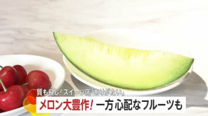 【🍈】メロン大豊作で1玉200円〜300円程度ダウン…一方、サクランボは「収穫量が半分くらい減るのでは」天候や病気の影響