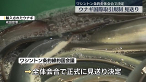 【国際】ウナギ“国際取引規制”見送り、国際会議で正式決定　日本などの主張認められた形に